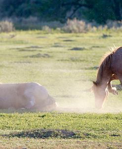 Mustangs of the Badlands 19