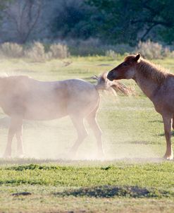 Mustangs of the Badlands 20