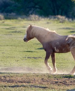 Mustangs of the Badlands 22