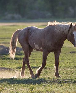 Mustangs of the Badlands 13