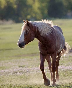 Mustangs of the Badlands 14