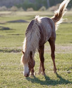 Mustangs of the Badlands 16