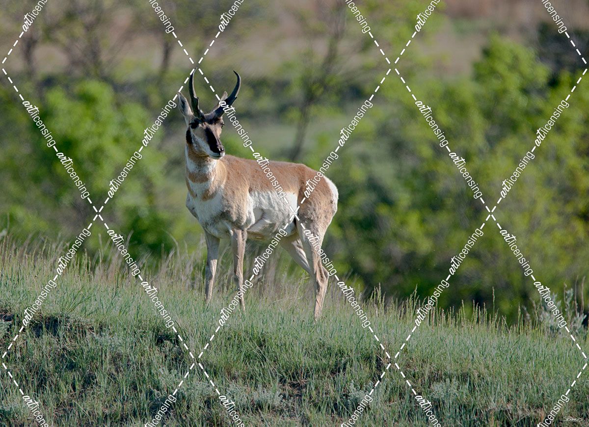 Pronghorn Antelope 03