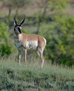 Pronghorn Antelope 03