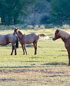 Mustangs of the Badlands 23
