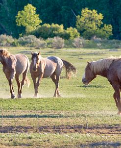 Mustangs of the Badlands 24