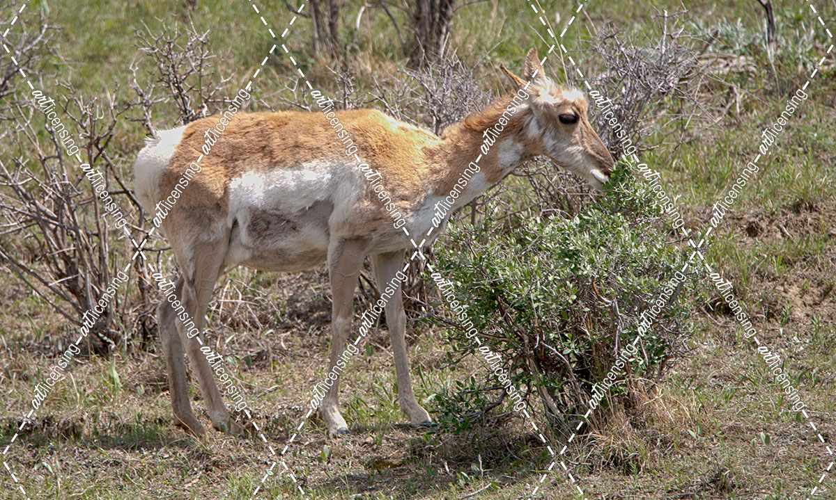 Pronghorn Antelope 01