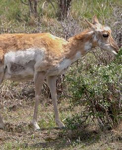 Pronghorn Antelope 01