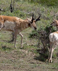Pronghorn Antelope 02