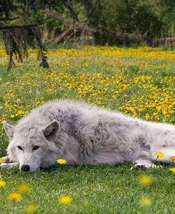 A Place in the Shade