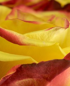 Yellow and Red Rose 01