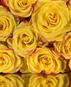Yellow and Red Rose 06