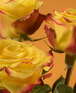 Yellow and Red Rose 07