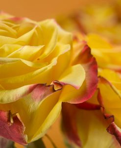 Yellow and Red Rose 08