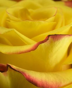 Yellow and Red Rose 02