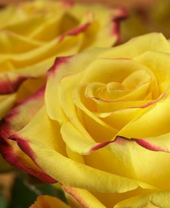 Yellow and Red Rose 03