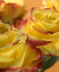 Yellow and Red Rose 04