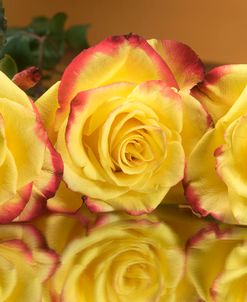 Yellow and Red Rose 05