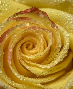 Yellow and Red Rose 12