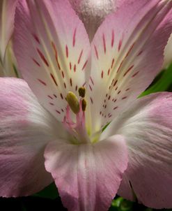 Pink Alstroemerias 01