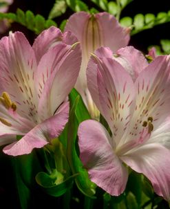 Pink Alstroemerias 02