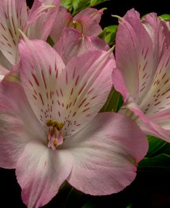 Pink Alstroemerias 03