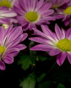 Pink Daisies 01