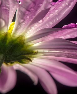 Beneath the Daisies 01