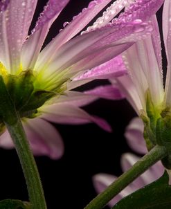 Beneath the Daisies 03