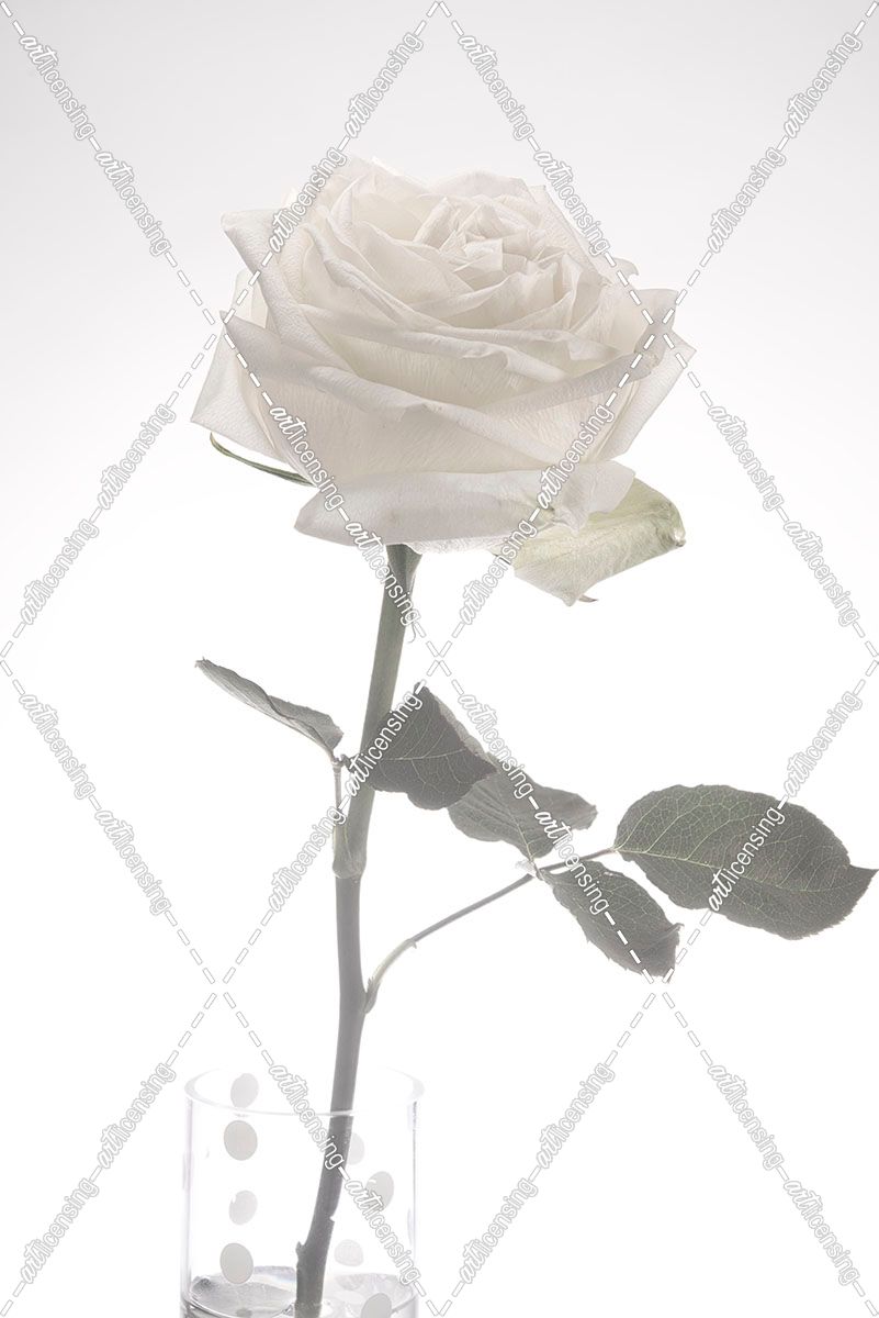White Rose 03