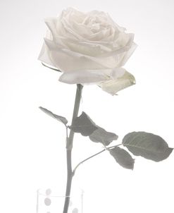 White Rose 03