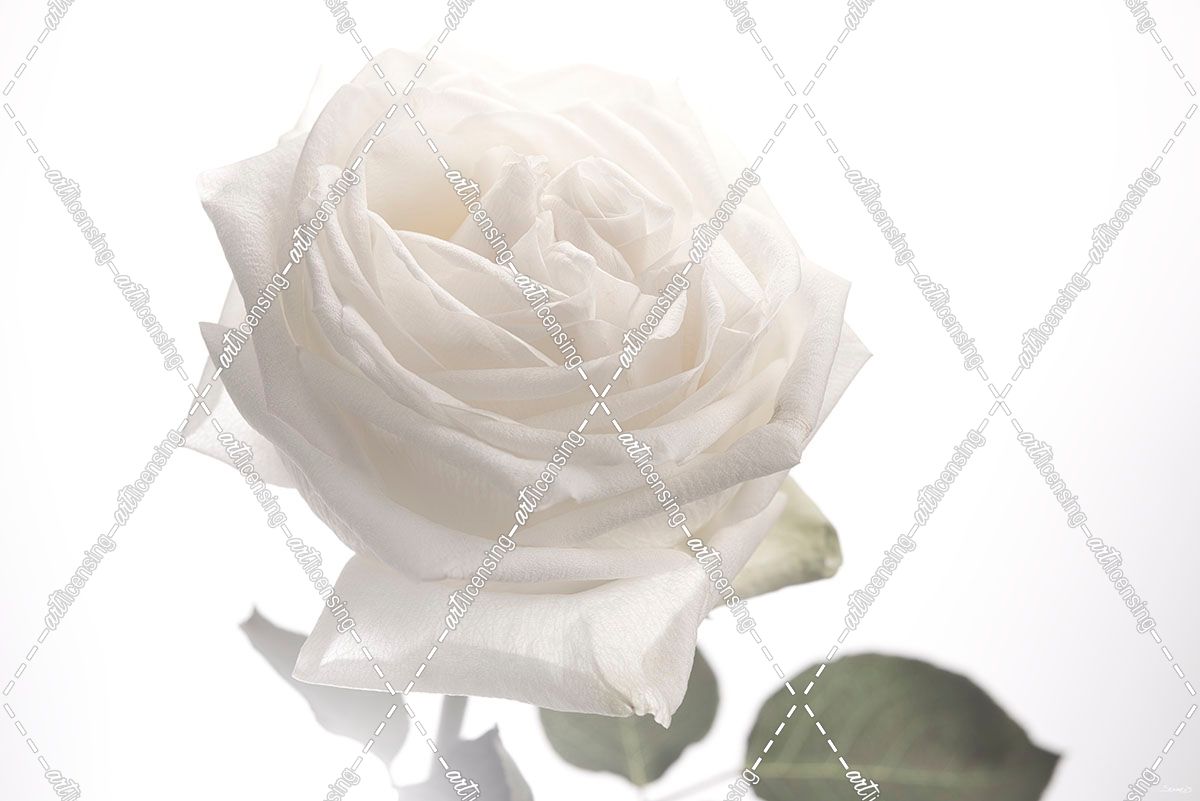 White Rose 05
