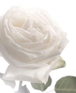 White Rose 05