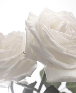 White Rose 06