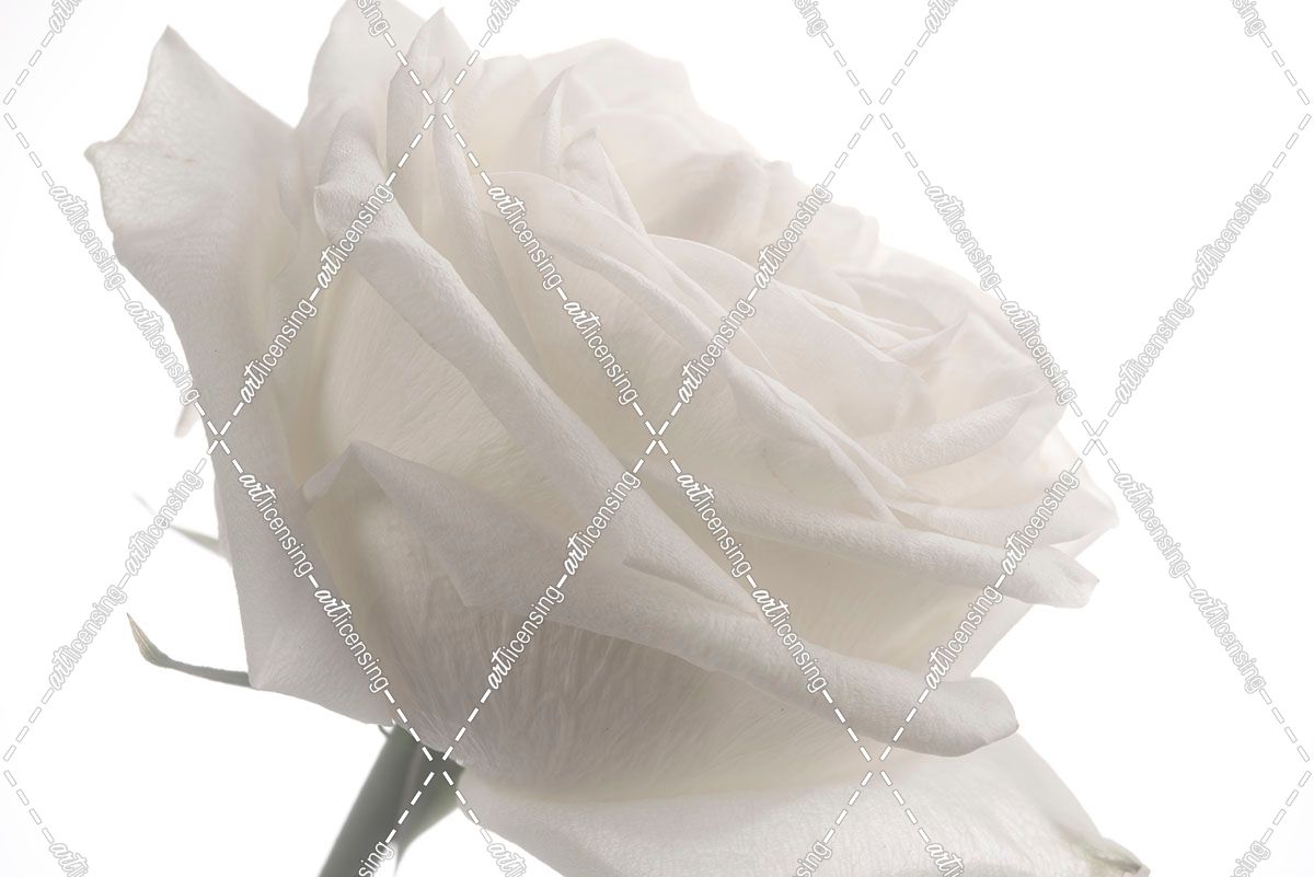 White Rose 07