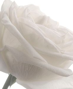 White Rose 07