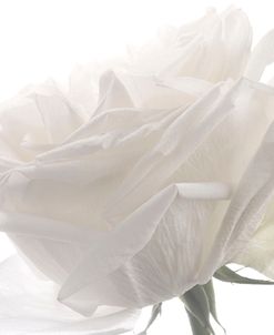 White Rose 08