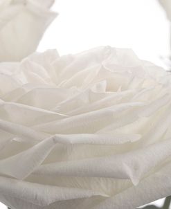 White Rose 01