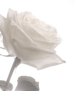 White Rose 02