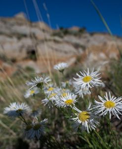 Enter the Badlands_0895