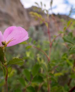 Enter the Badlands_0923