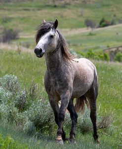 Enter the Badlands_5262