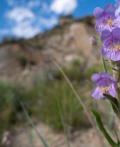 Enter the Badlands_0931