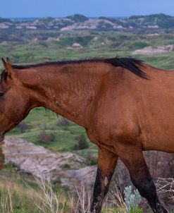 Enter the Badlands_5676