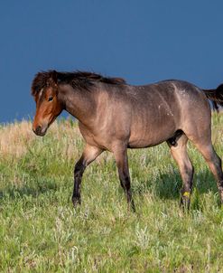 Enter the Badlands_5649