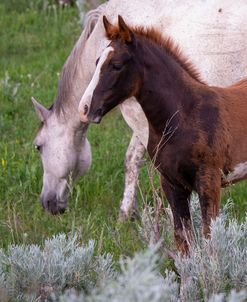 Enter the Badlands_5741