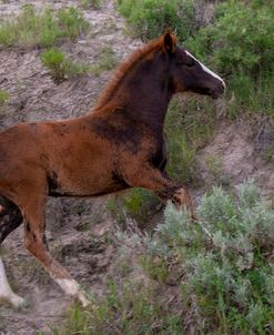 Enter the Badlands_5757