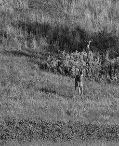 Enter the Badlands B&W-0848