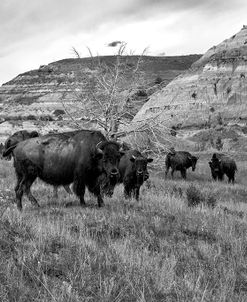 Enter the Badlands B&W-5224