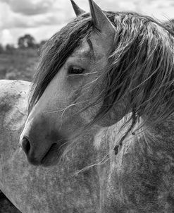 Enter the Badlands B&W-5285